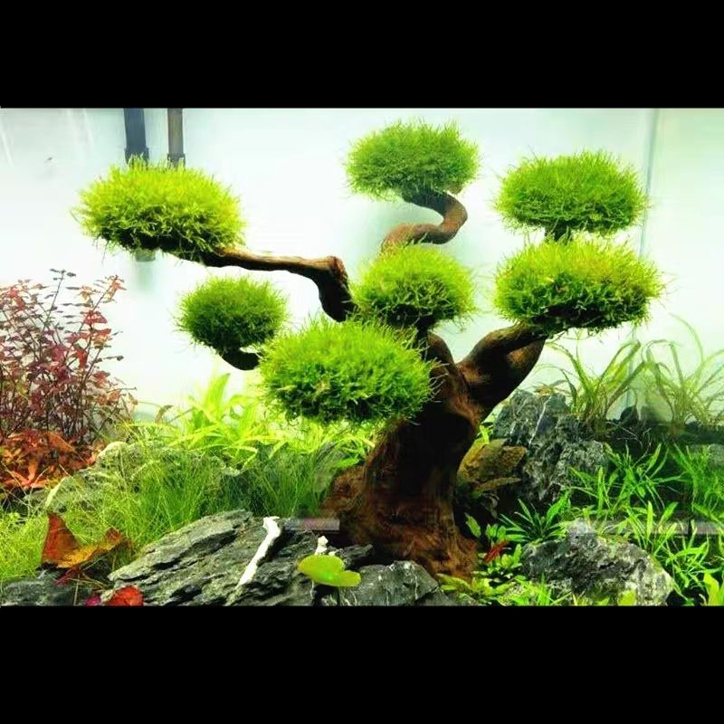 Aquarium Plant Guide - 水槽装飾モス流木 魚タンク造園 水草モス木の幹 DIY (水生植物なし)