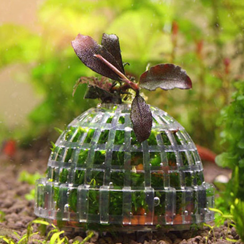 水槽用飾り物、水生ペット用品、モスボール、生きた植物、フィル - Aquarium Plants For Sale のレビューと価格
