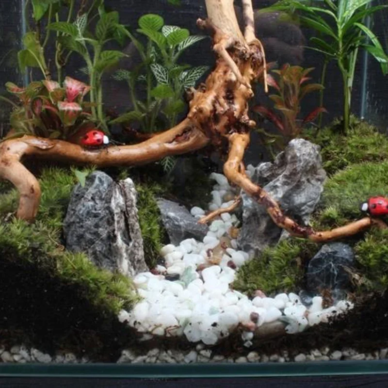 天然木の幹流木水槽魚タンク爬虫類シリンダー根植物木製装飾飾り - Aquarium Plant Guide のレビューと価格