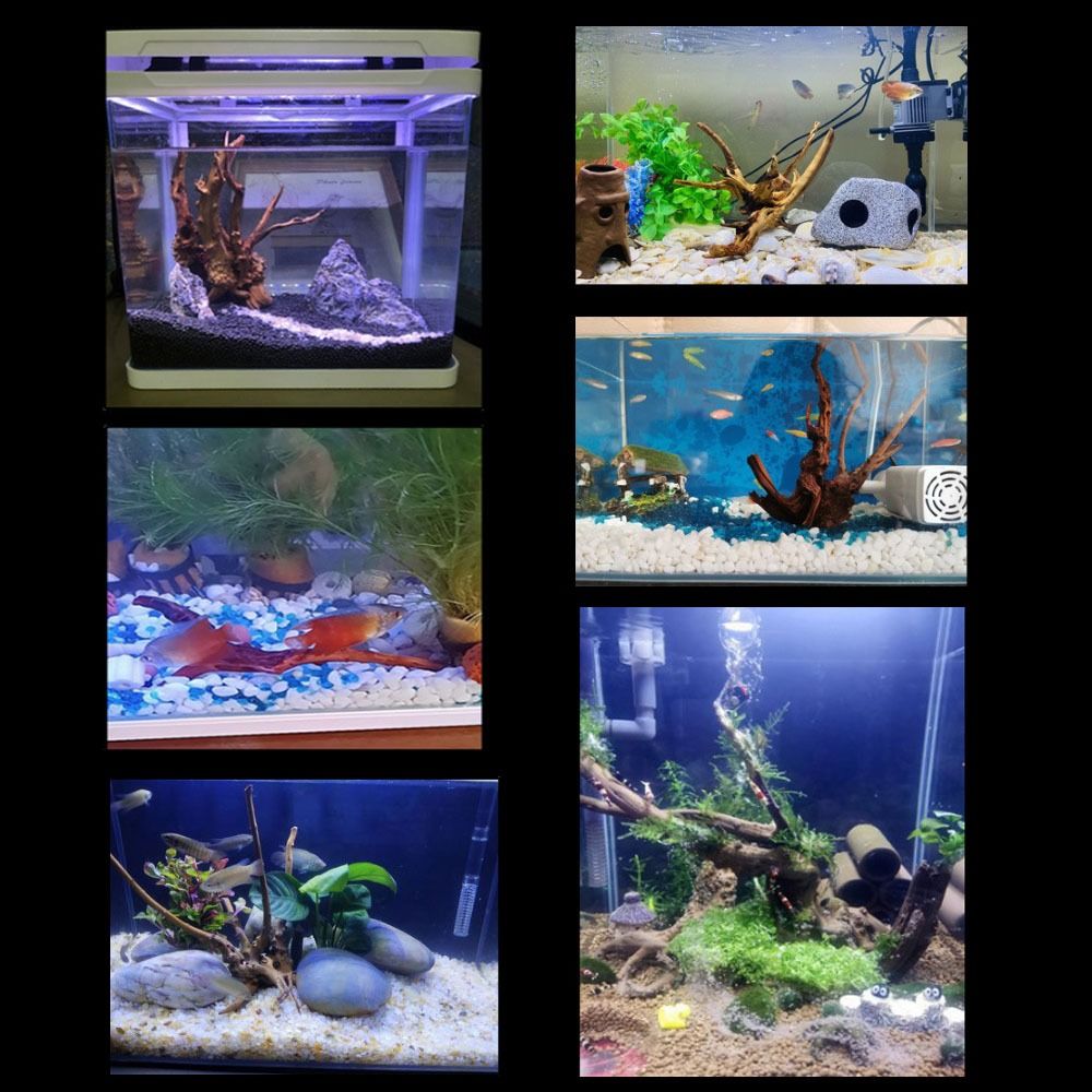 天然木のトランクの装飾水族館の装飾流木の枝造園の装飾品水槽の - Aquarium Plant Guide のレビューと価格