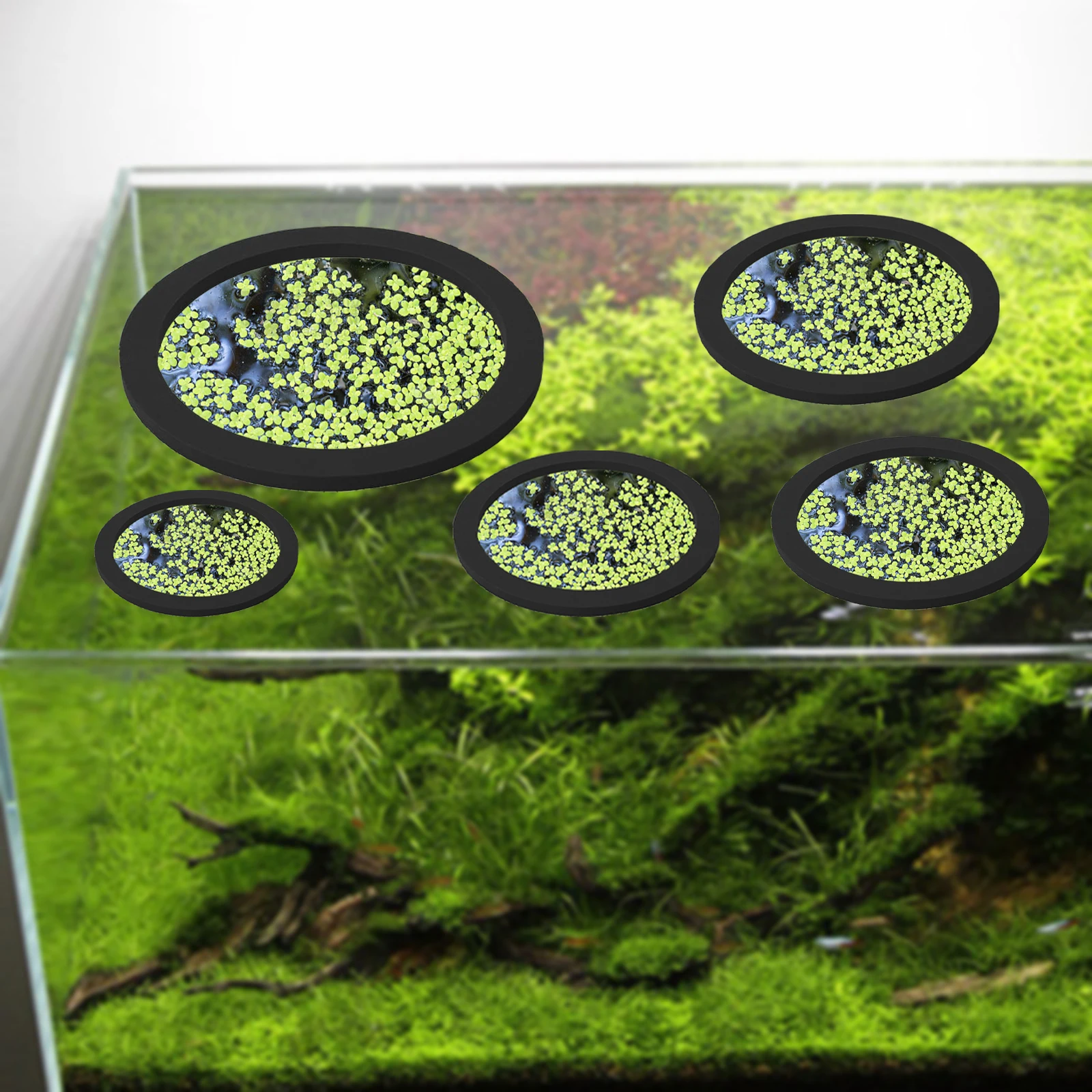 5 個 EVA 魚給餌リング水族館浮遊植物囲い水槽フロート植 - Aquarium Planted Fish のレビューと価格