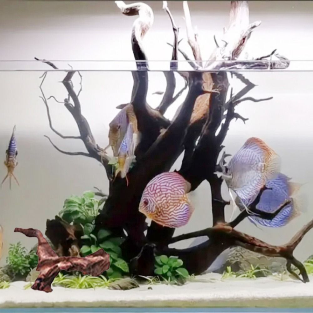 創造的な不規則な形の珊瑚ウッド、天然ウッド、流木、松の木の根 - Planted Aquarium Media のレビューと価格