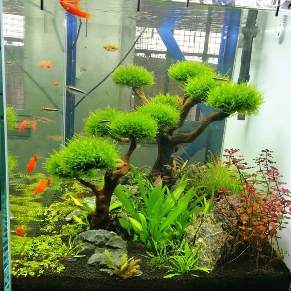 水槽装飾モス流木 魚タンク造園 水草モス木の幹 DIY (水 - Aquarium Plant Guide のレビューと価格